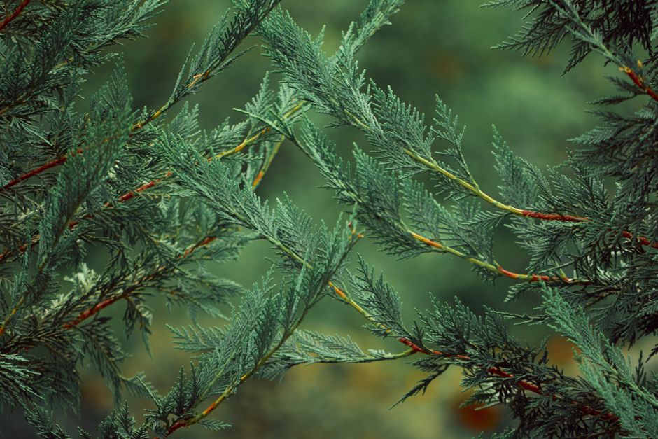 Close-up of evergreen conifer branches — identifying dead limbs during pine tree trimming in Surrey BC