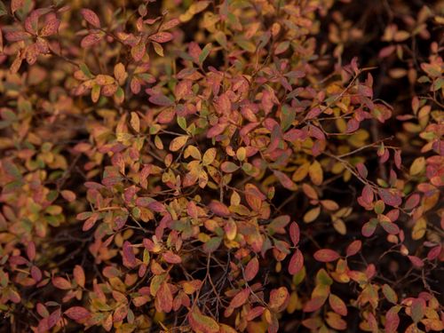 Free Close-up of vibrant autumn leaves in California, showcasing fall colors Stock Photo