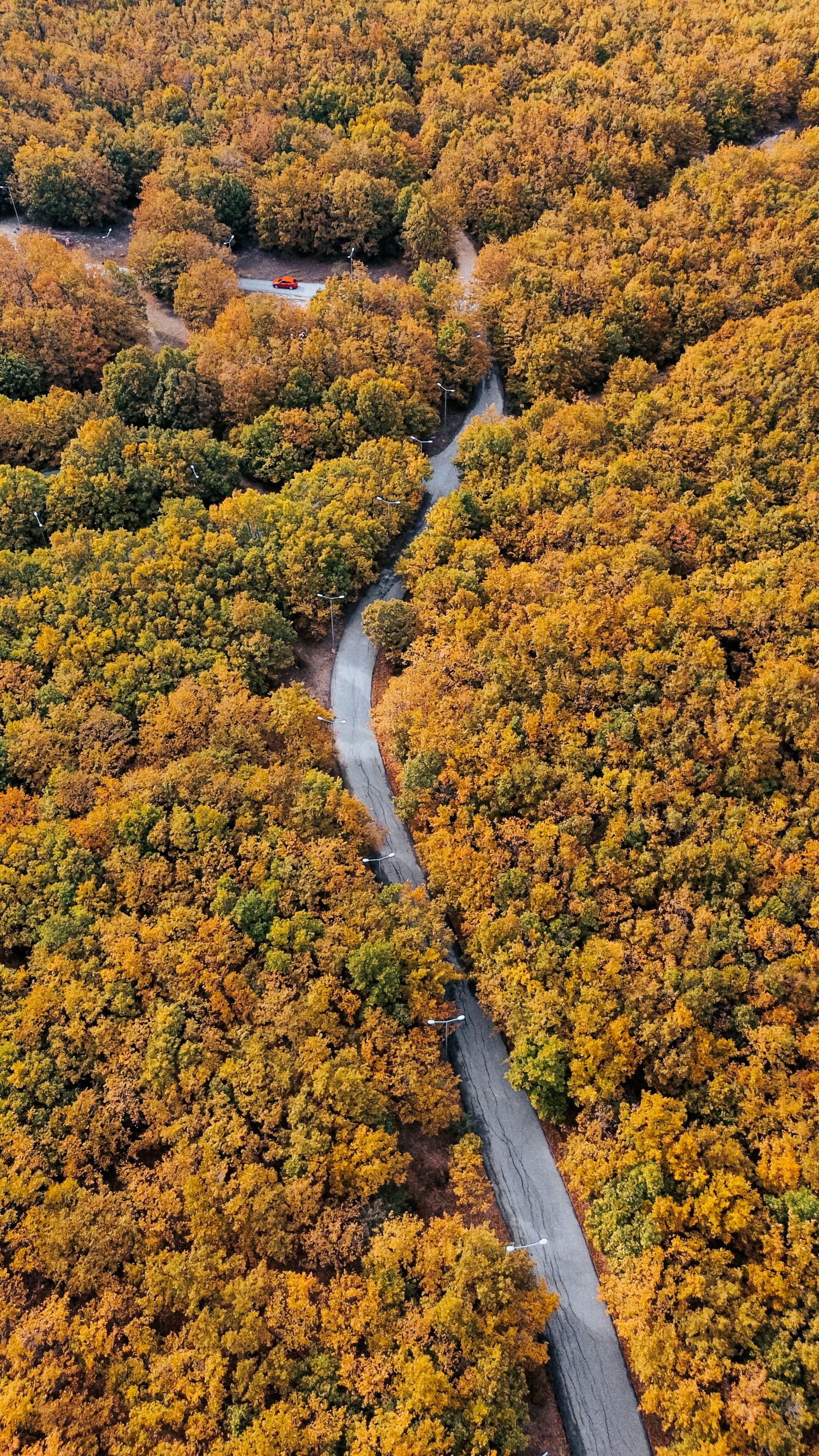 A breathtaking aerial view of a winding road through a vibrant autumn forest.