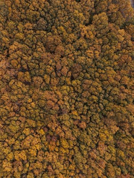 Explore the vibrant colors and textures of a dense forest captured from above in stunning fall foliage.