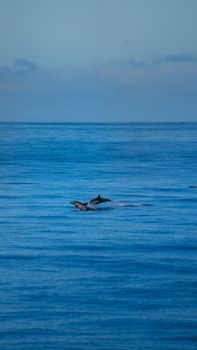 A pair of dolphins gracefully swim in the clear blue ocean off the coast of California, USA.