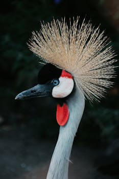 Stunning close-up profile of a Grey Crowned Crane with striking plumage.