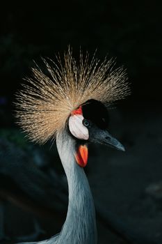 Detailed close-up of a grey crowned crane against a dark background.