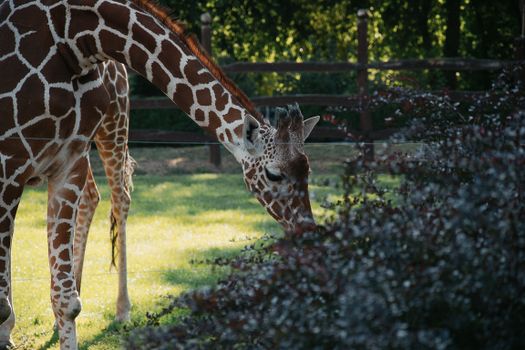 Close-up of a giraffe grazing in a sunny zoo enclosure, showcasing its distinctive patterns.