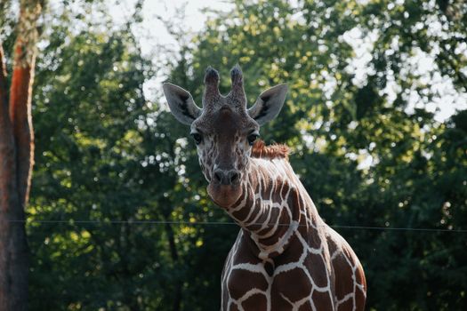 A captivating close-up photo of a giraffe surrounded by lush greenery, captured outdoors in Hungary.