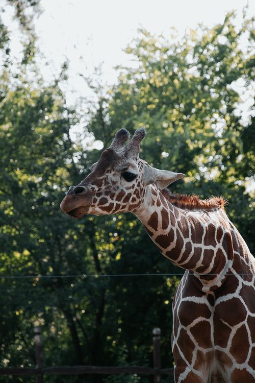Free A striking giraffe standing amidst lush greenery in a Hungarian wildlife park, captured under bright daylight. Stock Photo