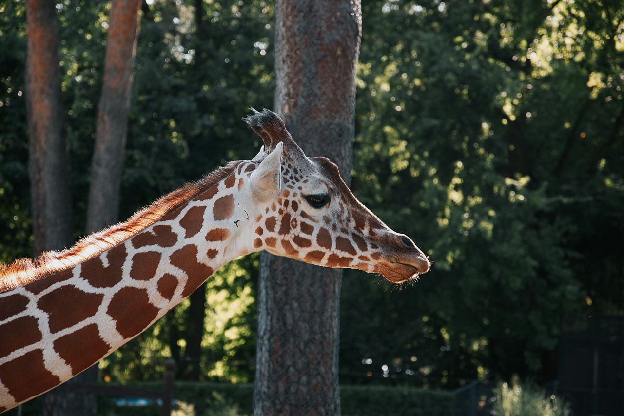 beautiful giraffe captured in a lush forest setting in hungary