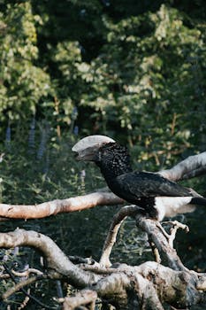 A striking black hornbill perched on a branch in a lush Hungarian forest.