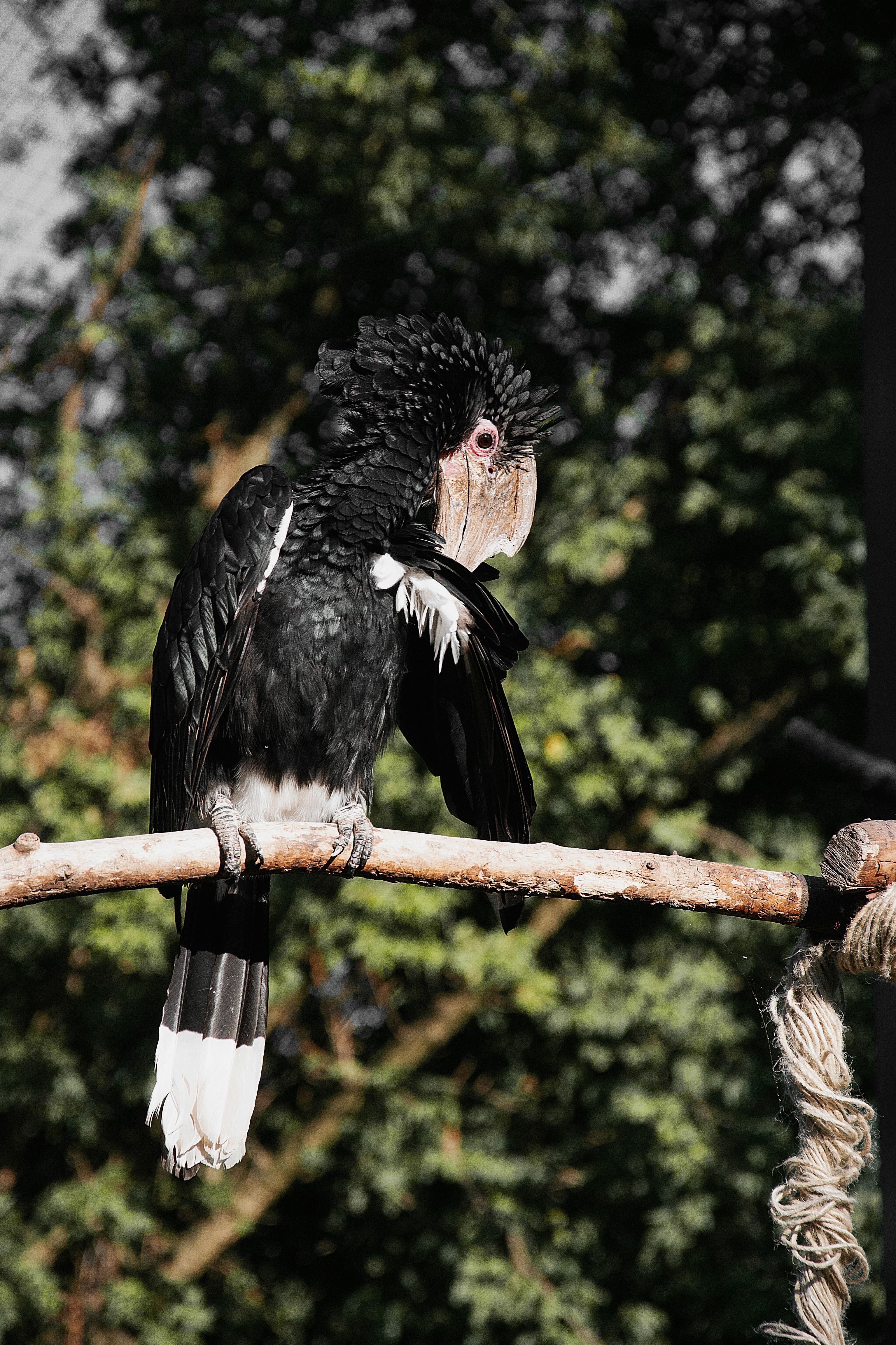 Exquisite Parrot Perched on Branch in Hungary · Free Stock Photo