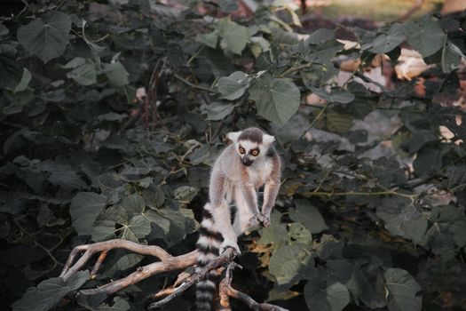 Vibrant ring-tailed lemur perched on a branch, surrounded by lush green foliage in Hungary.