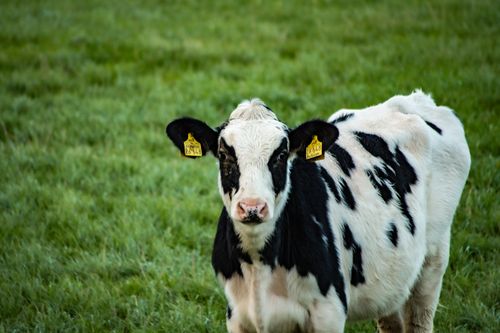 Free A black and white Holstein calf stands on a green field, showcasing pastoral beauty. Stock Photo