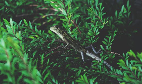 Green Reptile on Branch