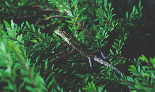 gecko photo