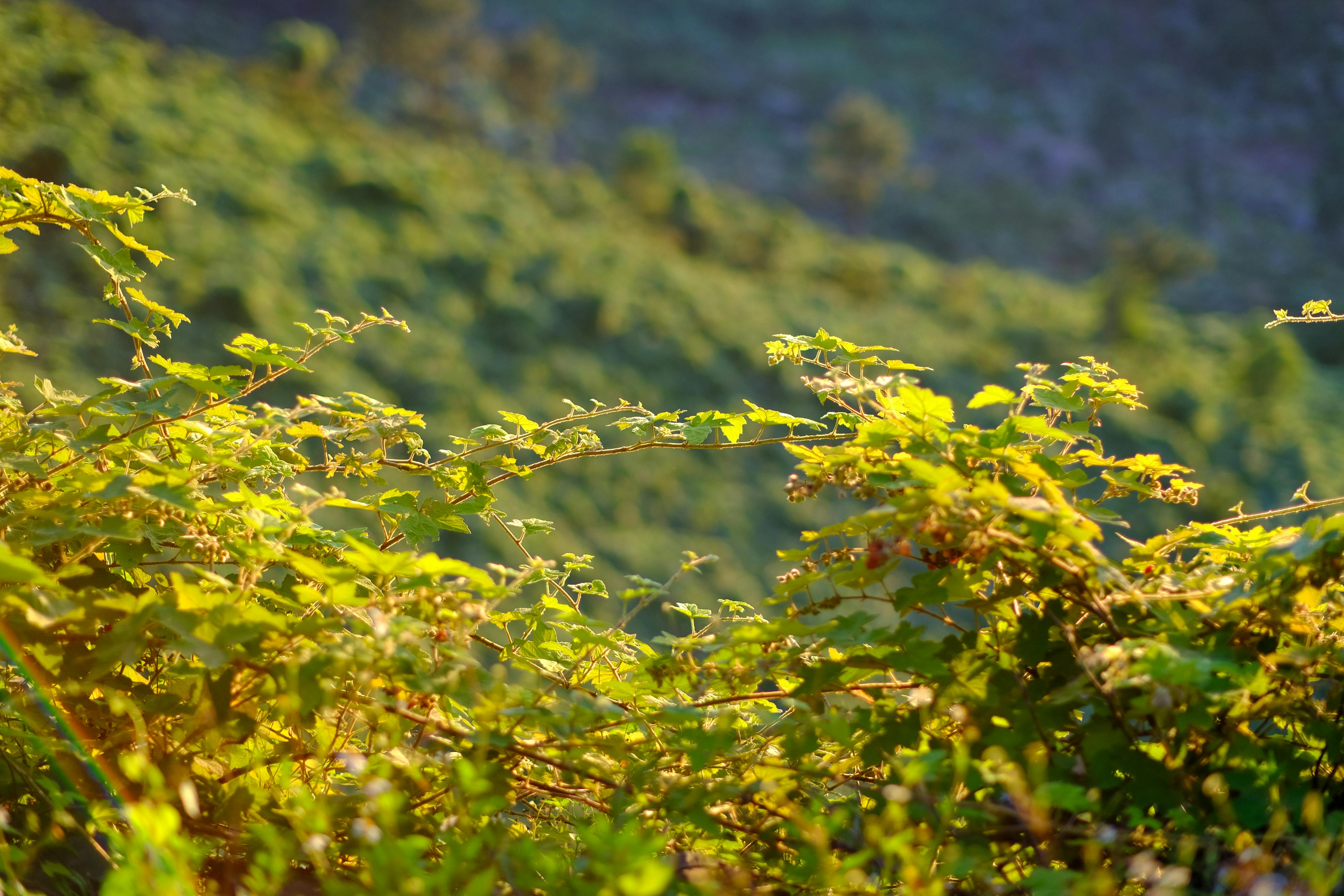 Đường xưa mây trắng | Chương 16 270 – thu vien, van hoc, van hoc viet nam, doan van, ton giao, phat giao, thien van, thuc hanh ton giao, thich nhat hanh, duong xua may trang, duong xua may trang chuong 17, duong xua may trang 17.