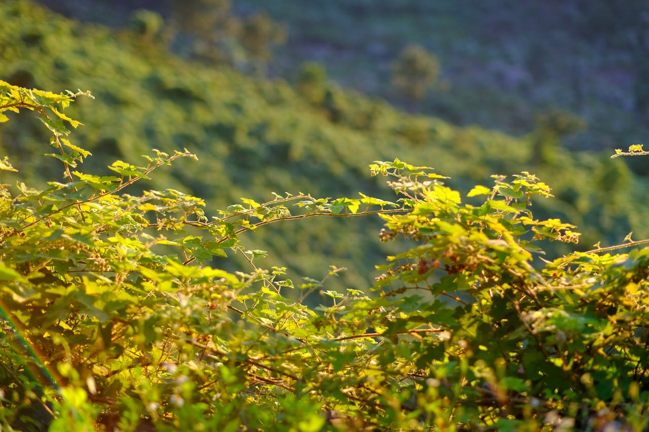 Thầy cô giáo hạnh phúc sẽ thay đổi thế giới | Chương 01