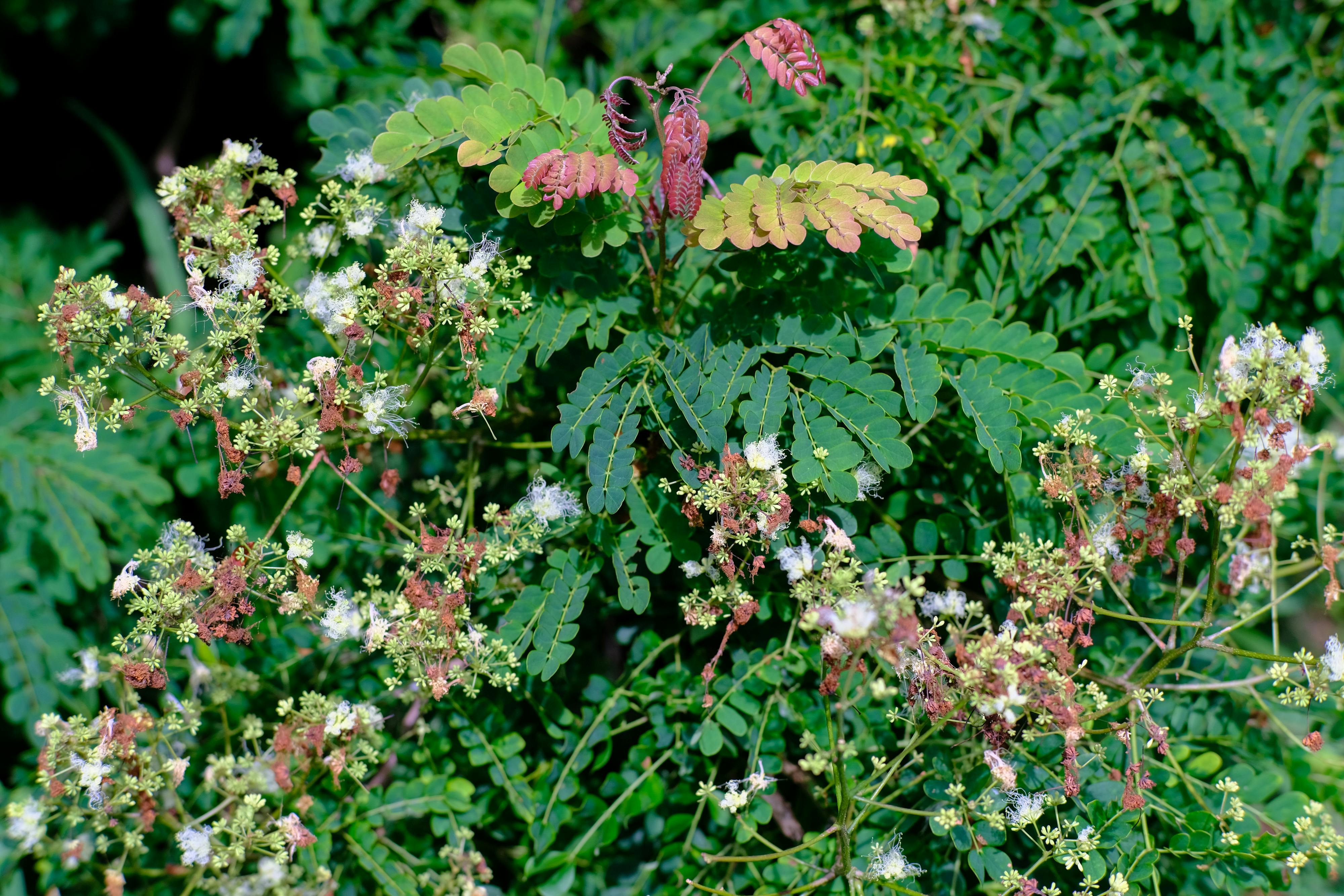 Thám tử lừng danh Conan | Chương 0507 069 – manga, gosho aoyama, case closed, tham tu lung danh conan, conan, detective conan, truyen tranh, trinh tham, pha an, trinh tham, kinh di, truyen conan, doc truyen conan, tham tu lung danh conan chuong 0507, tham tu lung danh conan 0507.