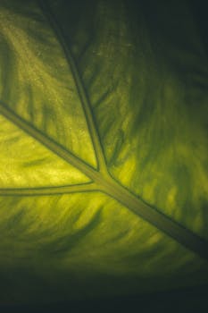 Detailed macro shot of a vibrant green leaf showcasing its intricate vein patterns.
