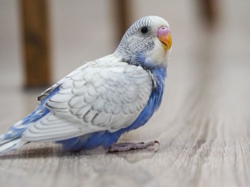 Free A detailed photo of a blue and white budgerigar resting on a wooden floor, indoors. Stock Photo