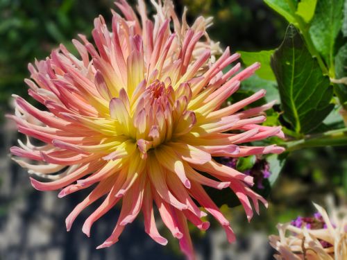 Free A stunning close-up of a pink and yellow dahlia in full bloom outdoors. Stock Photo