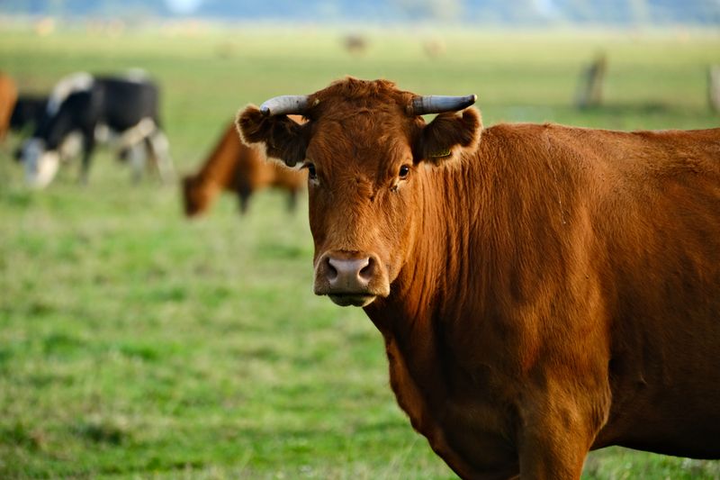 Healthy dairy cows