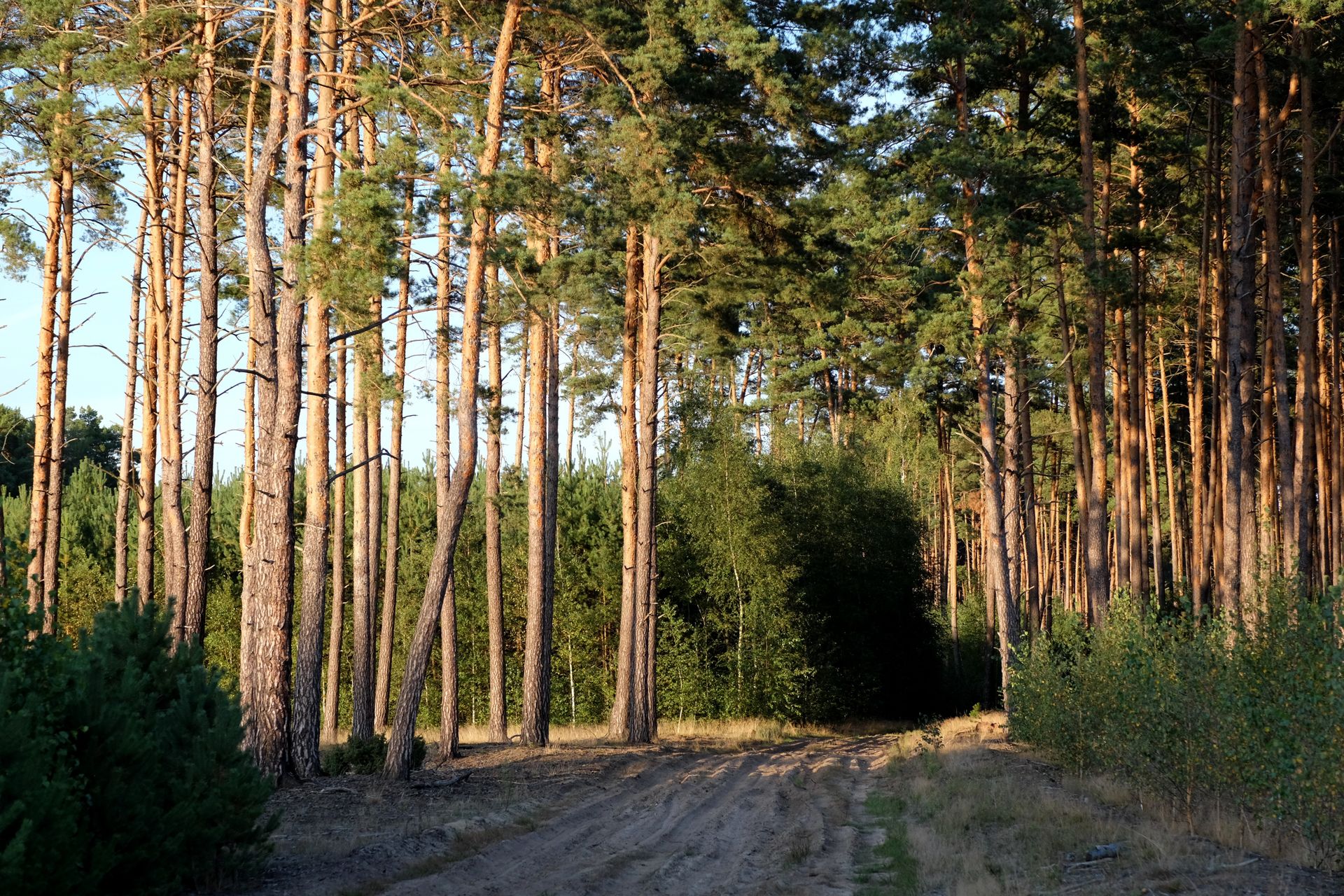A serene pathway through a sunlit pine forest, capturing a tranquil summer scene in nature.