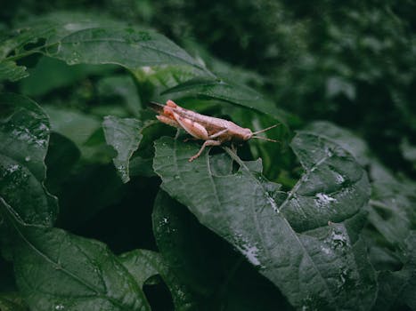 Close-up of a grasshopper resting on dew-covered green leaves with a moody atmosphere.