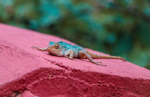 Free stock photo of animal photography, lizard, nature