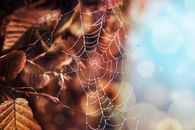 Shallow Focus Photo of White Spiderweb