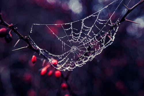 Spider Web on Trunk