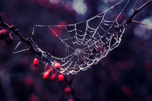 A close-up of dewdrops on a spider web woven across a thorny branch during autumn.