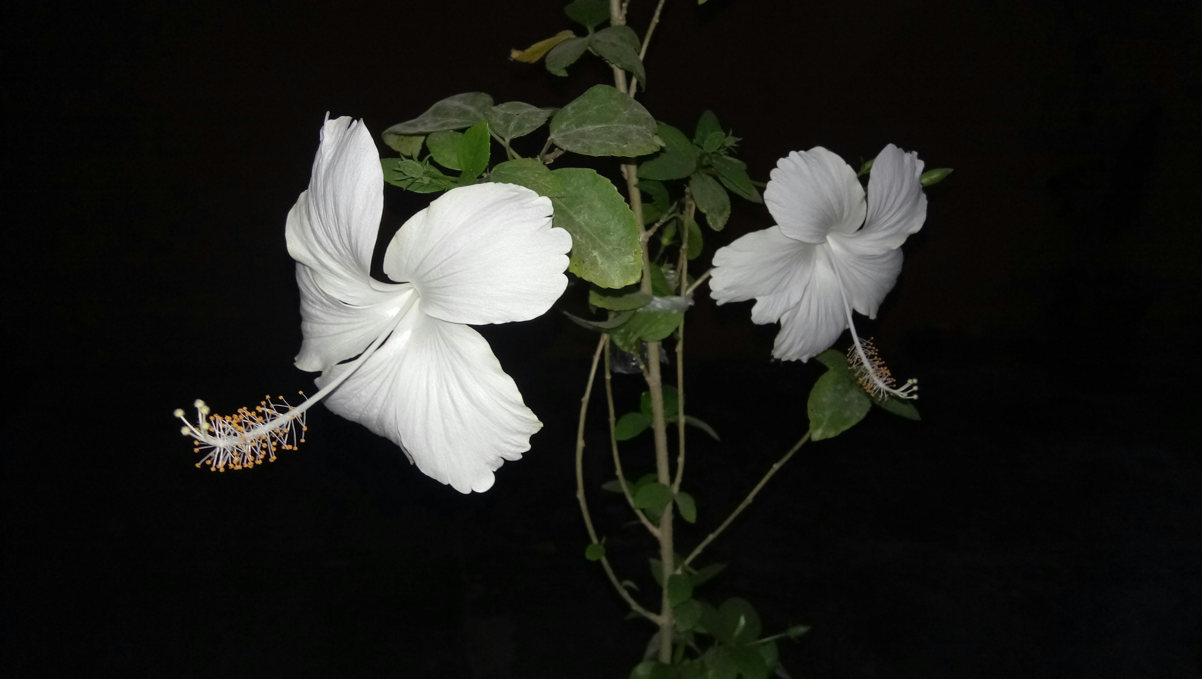 Close-up of a vintage locket necklace resting on a book