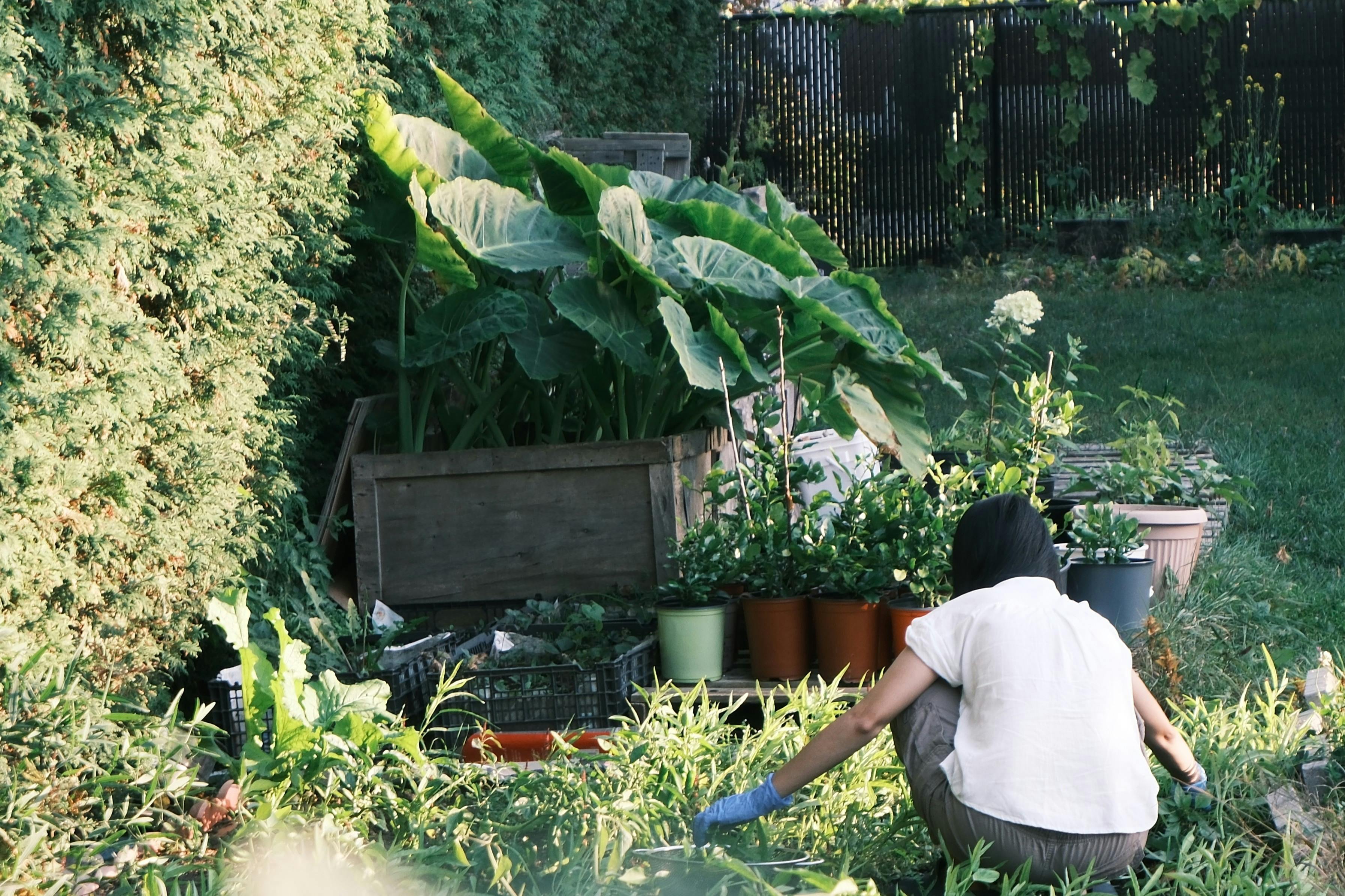 gardening, gardening leave, gardening tools, gardening gloves, gardening leave meaning, gardening hoe, gardening shoes, garde