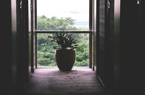 Free A serene indoor hallway showcasing a potted plant against a large window with lush greenery view. Stock Photo