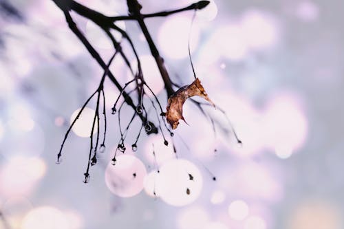 Free Selective Focus Photography of Water Dew on Twigs Stock Photo