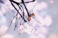 以散景为背景，特写冬季树枝上的露珠，捕捉宁静的季节氛围