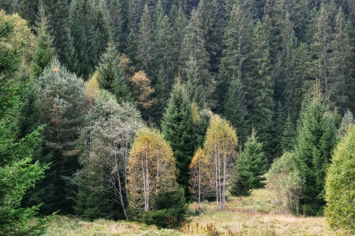 Flanc de colline couvert d'épicéas sombres et de trembles et bouleaux jaune pâle au début de l'automne