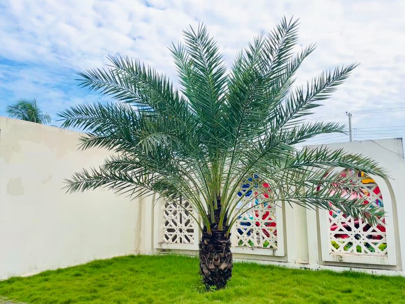 Lush date palm tree in a bright enclosed garden with white wall backdrop