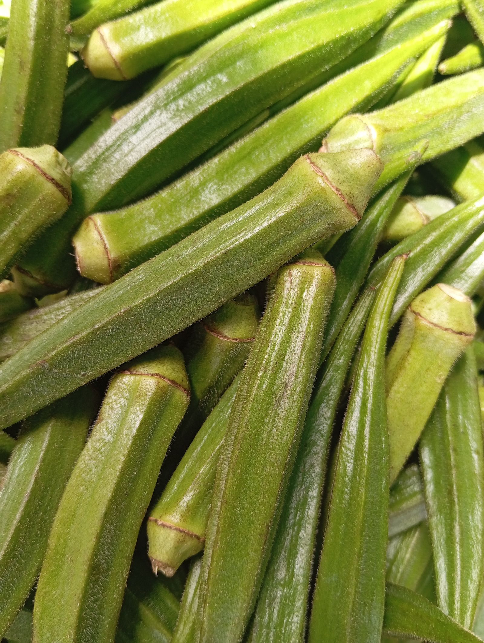 Okra Photos Download The BEST Free Okra Stock Photos HD Images okra-photos-download-the-best-free-okra-stock-photos-hd-images