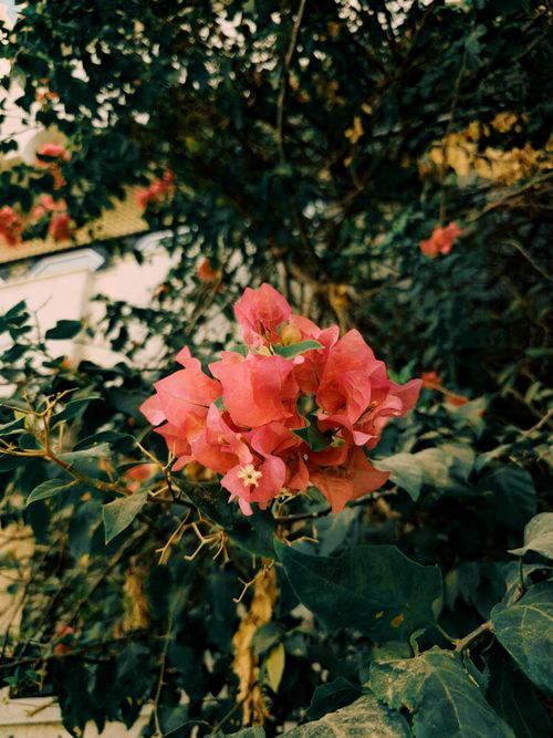 Free Vibrant pink bougainvillea flowers close-up with lush green leaves in a garden setting. Stock Photo