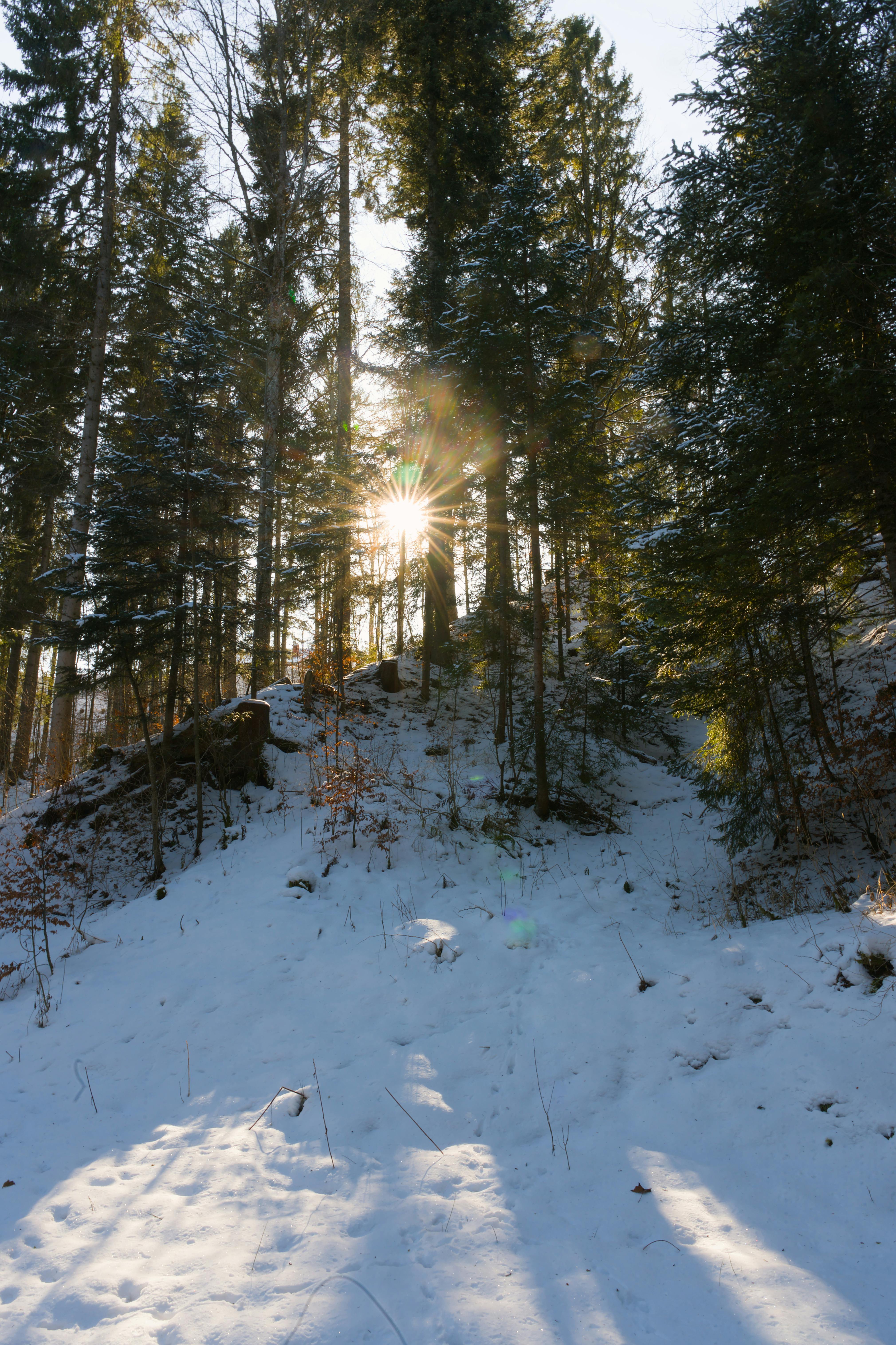 Serene winter landscape with sun shining through trees in the Jura mountains.