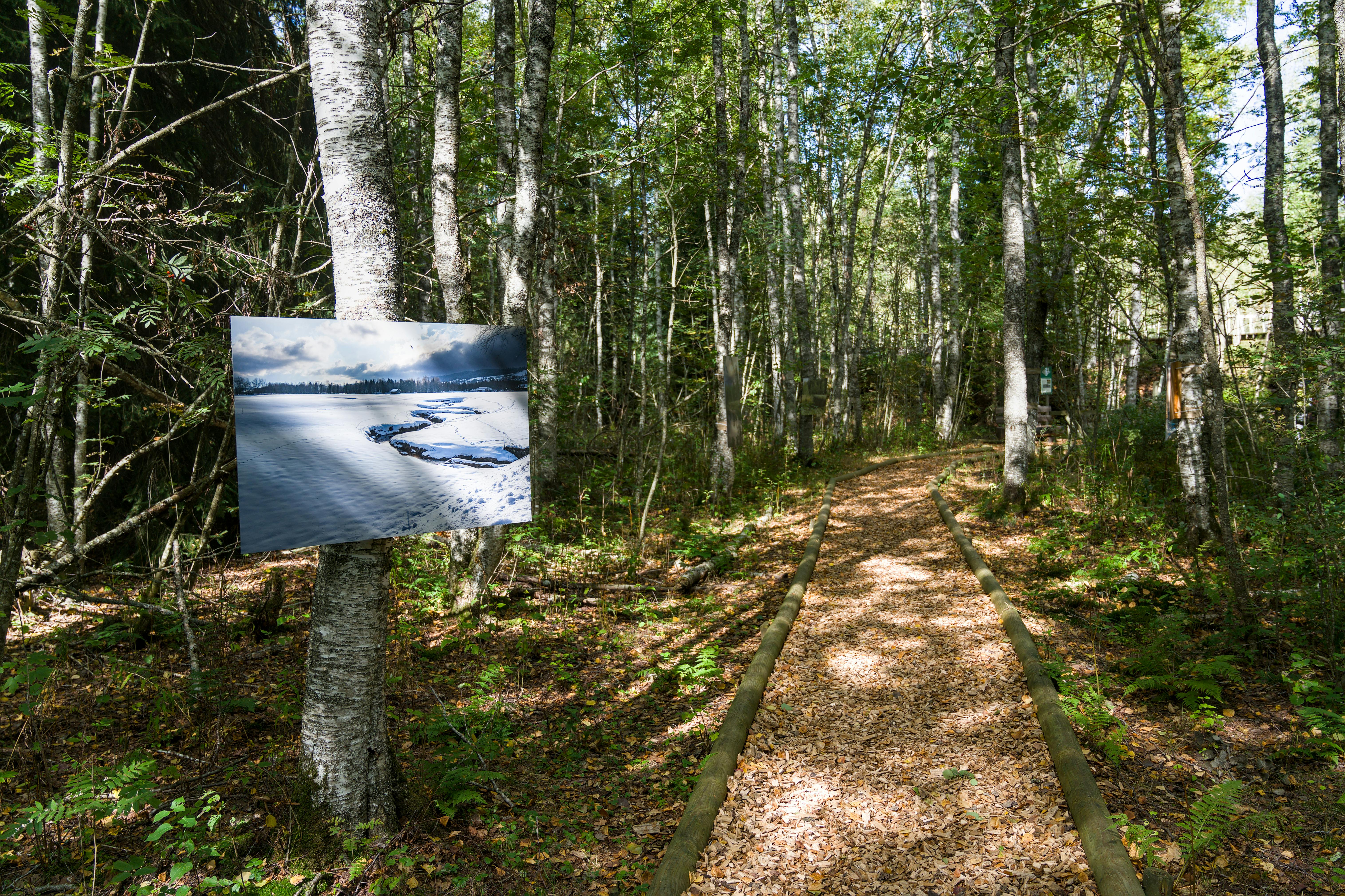 Forest Bathing Solusi Alami Redakan Stres Tingkatkan Imunitas Tidur Nyenyak