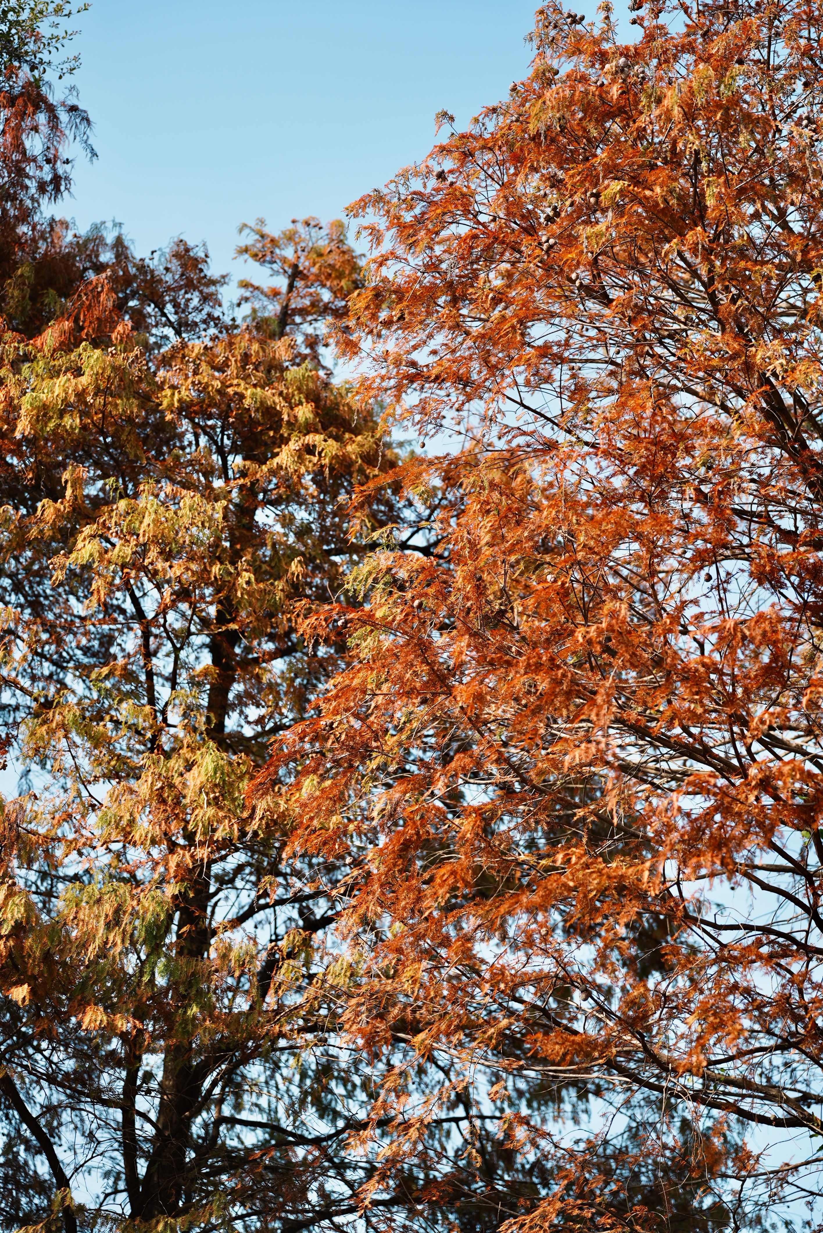 Autumn Trees in Vibrant Fall Colors · Free Stock Photo