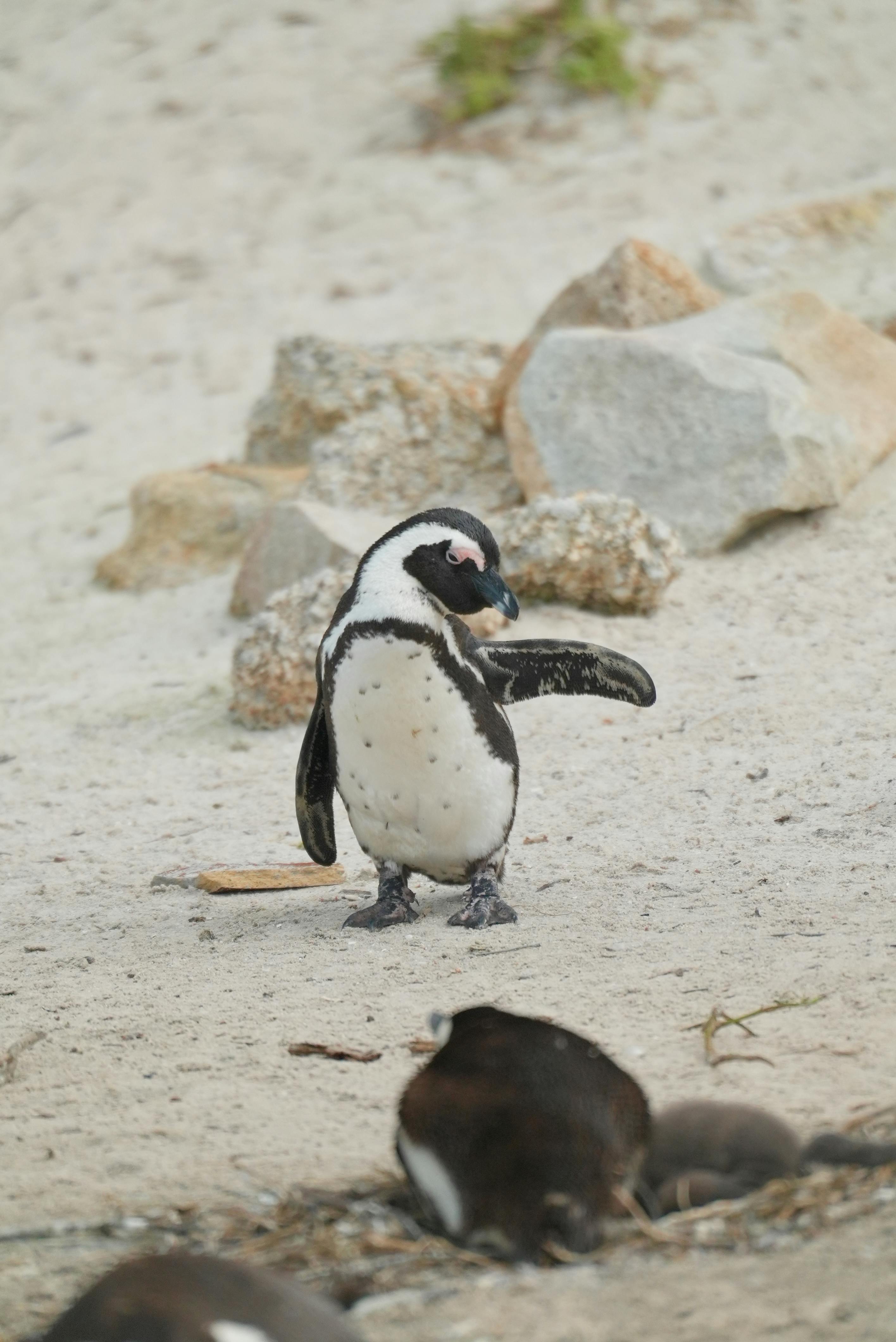 我无法直接提供南非免费库存照片，但我可以建议您通过以下途径寻找：

1. 在线图片库：您可以在诸如Shutterstock、Getty Images、iStock等在线图片库上搜索南非相关的照片