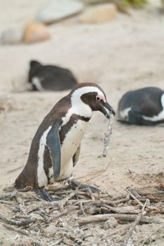 penguin photo