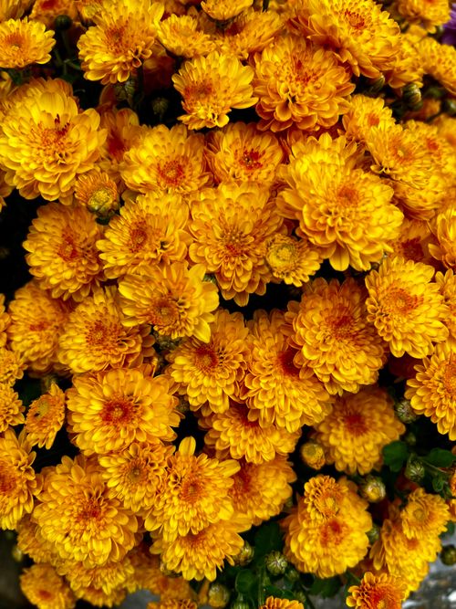 Free Bright yellow chrysanthemums in full bloom, showcasing nature's beauty. Stock Photo
