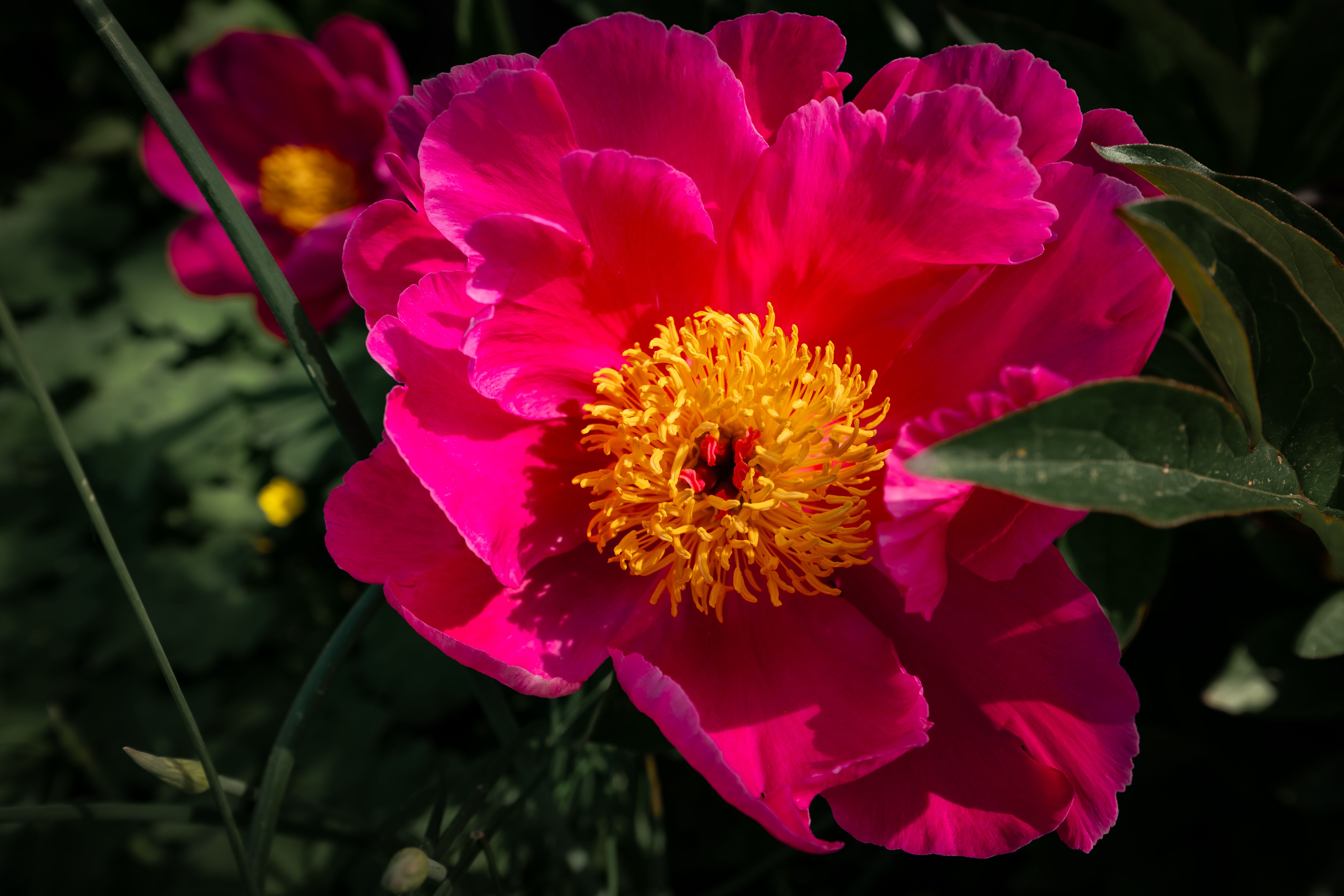 Vibrant Pink Peony in Full Bloom Outdoors · Free Stock Photo