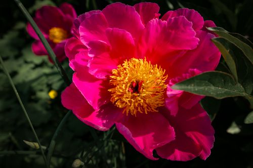 Free A stunning close-up of a vibrant pink peony flower in full bloom with intricate yellow center, captured outdoors. Stock Photo
