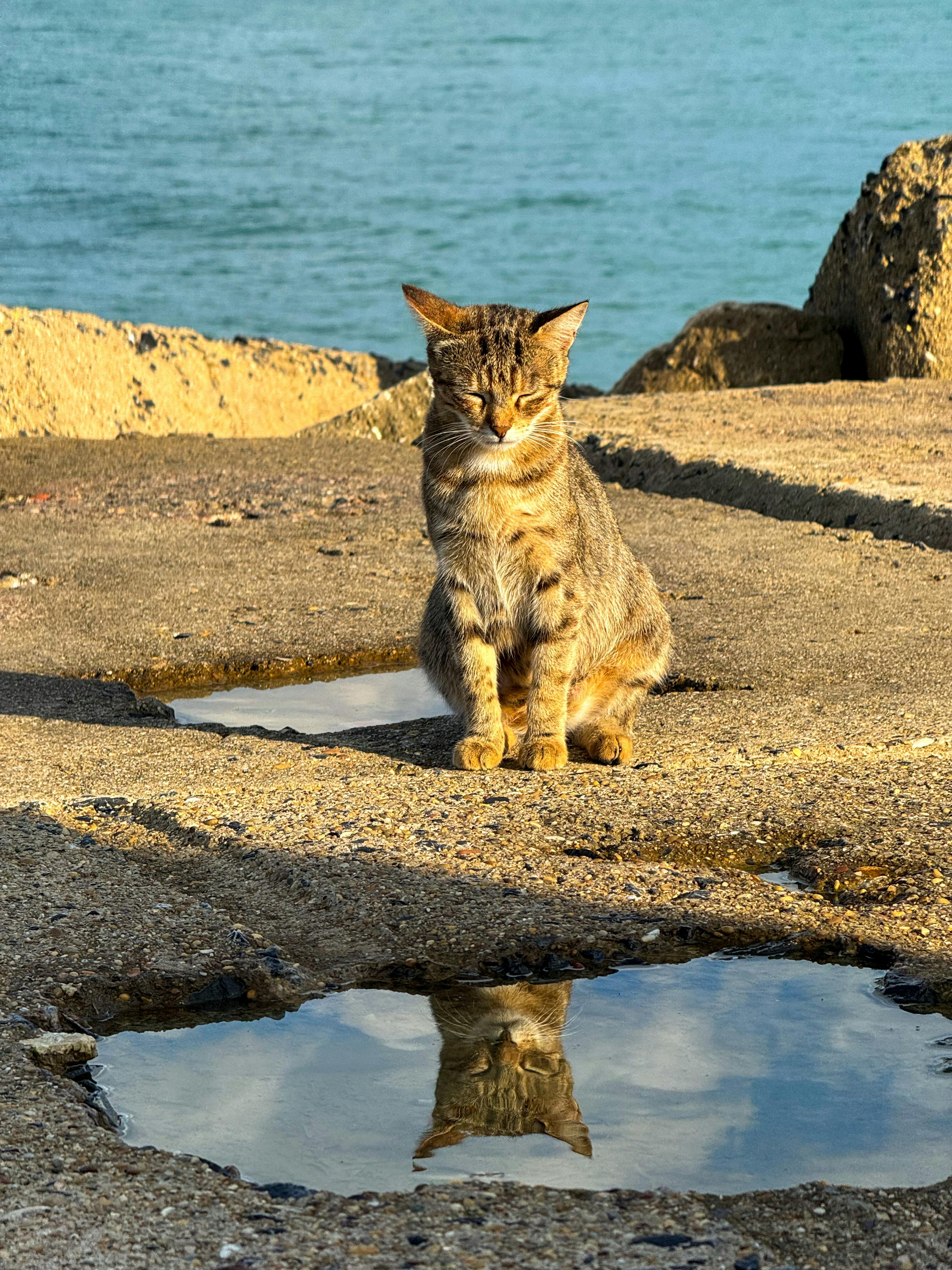 一只安静的猫坐在一个水坑旁，背景是广阔的海洋
