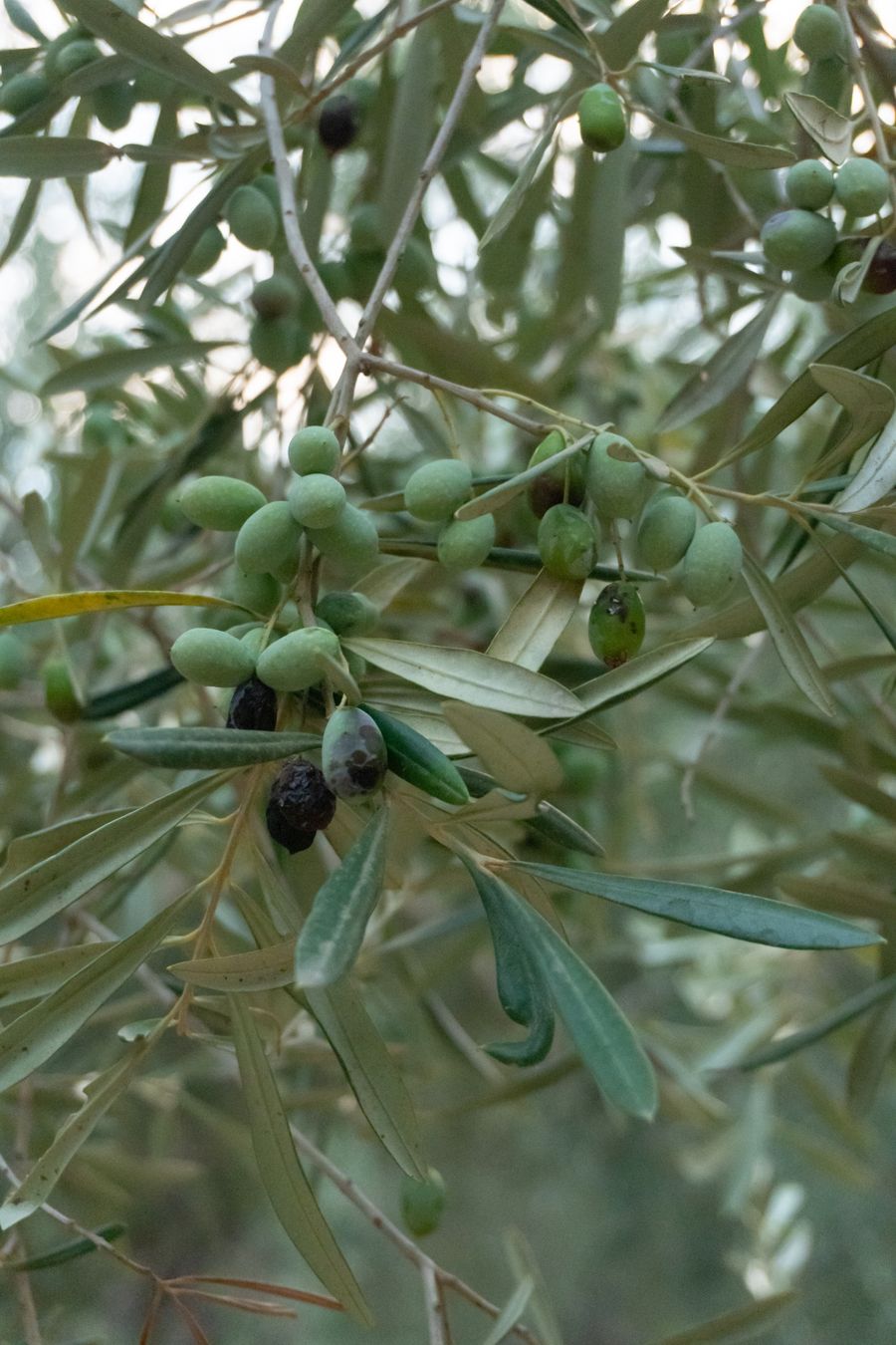 Green and black olives ripening on the branch