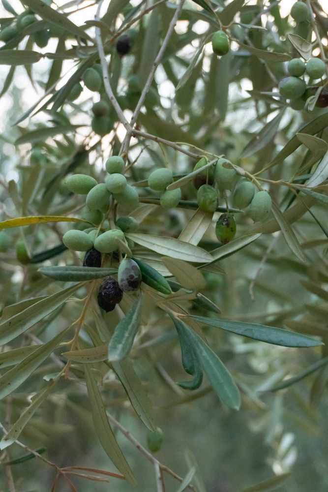 The Olive Mediterranean Grill photo 1